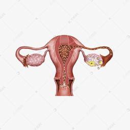 卵巢照片,揭秘女性生殖健康奥秘 第2张 卵巢照片,揭秘女性生殖健康奥秘 第2张