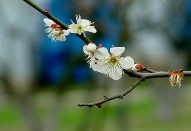 冬去春来的图片,冬去春来的美丽蜕变  第2张