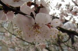 冬去春来的图片,冬去春来的美丽蜕变  第3张