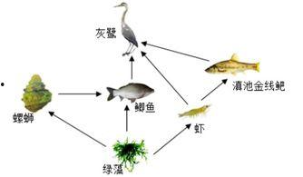 食物链的资料,生态系统中能量流转的奥秘解析