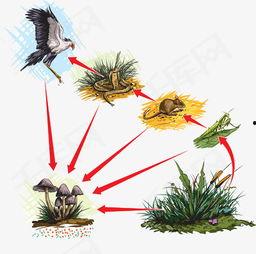 食物链的资料,生态系统中能量流转的奥秘解析  第2张