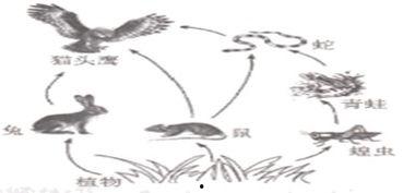 食物链的资料,生态系统中能量流转的奥秘解析  第3张